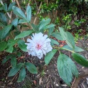 Atelier création fleur en papier crépon